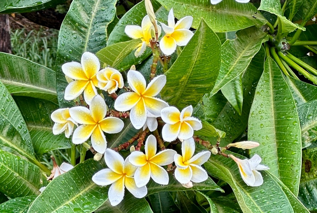 Second week in&nbsp;Sydney