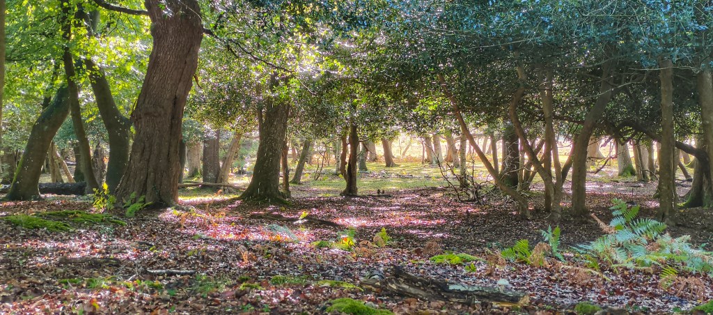 Woodlands and forests